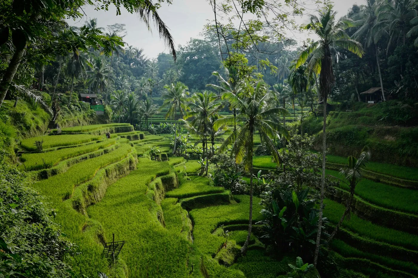 Rice terraces framed by palm trees in Ubud, Bali, the kind of land a leasehold gives time-limited rights over